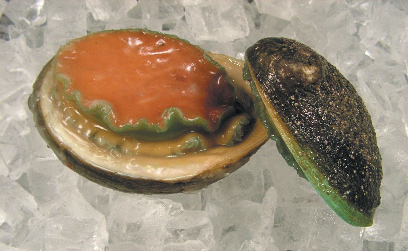 Ausab Abalone Defrosting